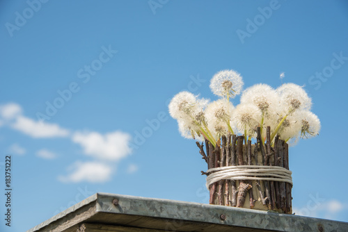 Fototapeta Naklejka Na Ścianę i Meble -  A beautiful bouquet of white round dandelions in a homemade vase of twigs in the garden against a blue sky background