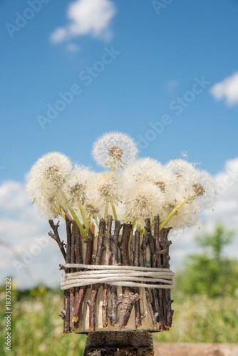 Fototapeta Naklejka Na Ścianę i Meble -  A beautiful bouquet of white round dandelions in a homemade vase of twigs in the garden against a blue sky background