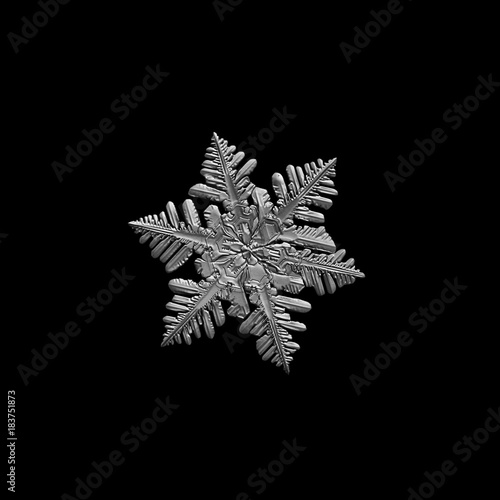Snowflake isolated on black background. Macro photo of real snow crystal  small stellar dendrite with complex  elegant shape  fine hexagonal symmetry  glossy relief surface and six long  ornate arms.
