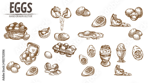 Digital vector detailed line art eggs in wooden