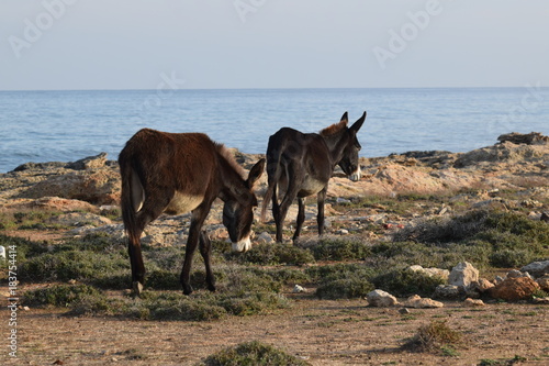 Wild donkey on the nature