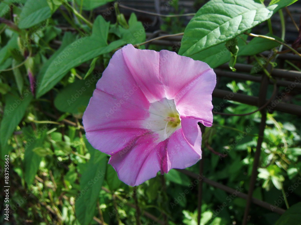アサガオの花