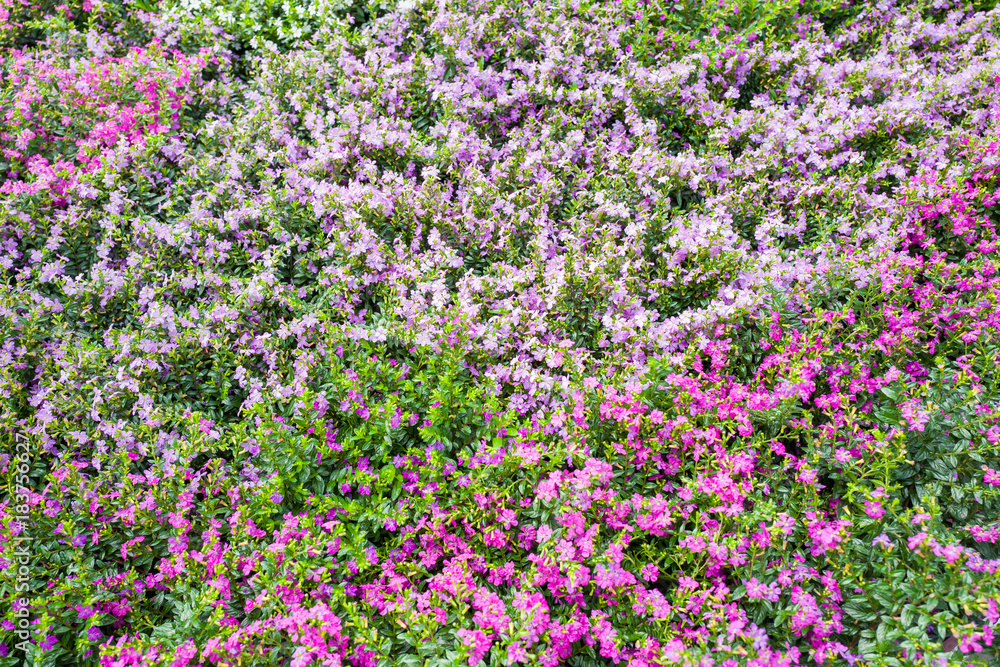 Fototapeta premium Cuphea plants.