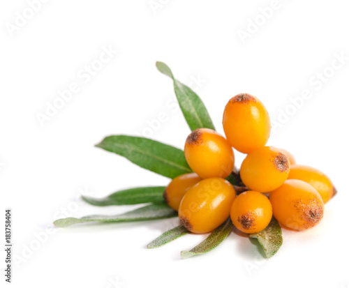  Sea buckthorn with green leaf isolated on white background