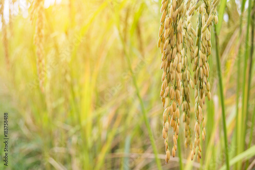 Close up rice on field © sawitreelyaon