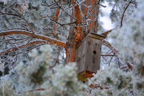 Birdhouse on a pine tree in a winter forest © Andrey