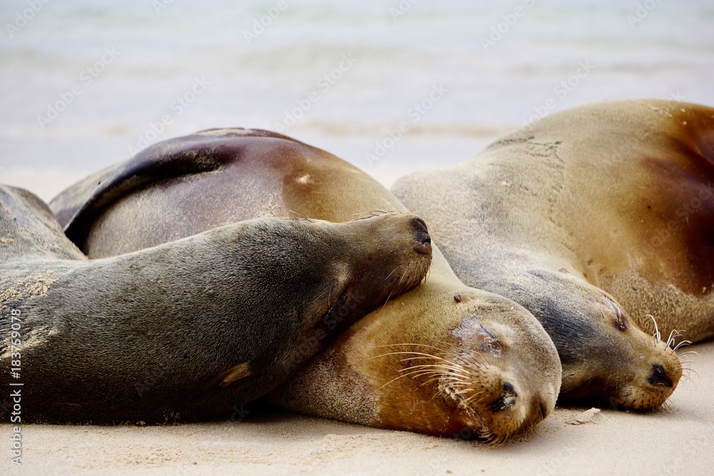 Naklejka premium Sea wolves in Galapagos