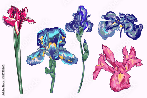 Fototapeta Naklejka Na Ścianę i Meble -  Botanical Blue Iris Vector Elements Pack