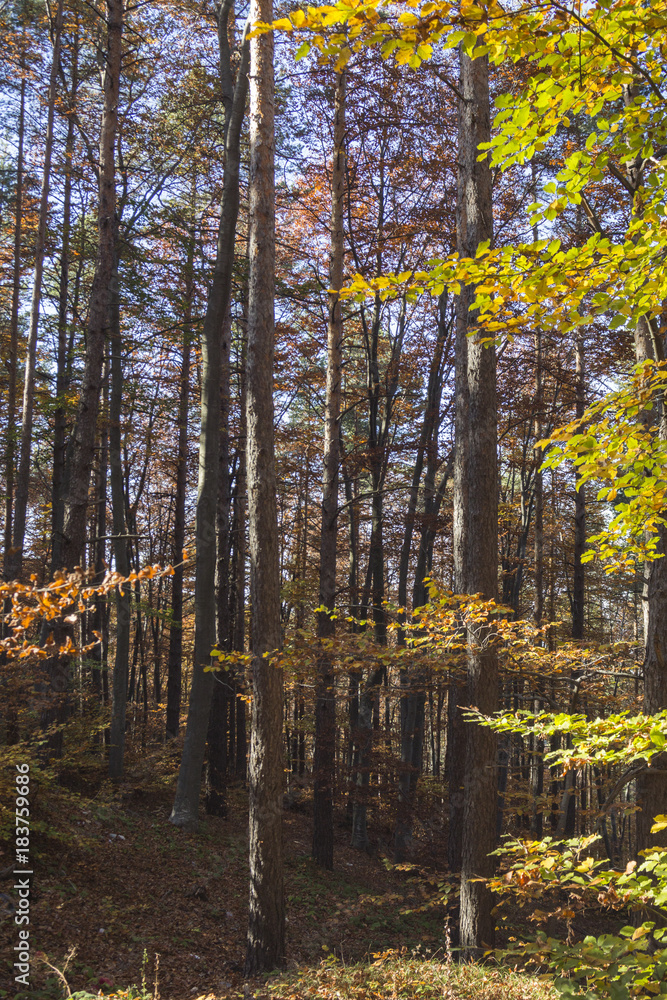 Fototapeta premium Autumn landscape in Rodopi, Bulgaria. Colorful autumn forest.