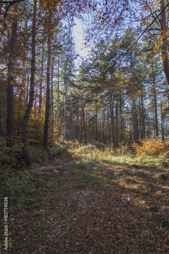 Autumn landscape in Rodopi  Bulgaria. Colorful autumn forest.