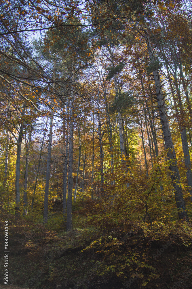Fototapeta premium Autumn landscape in Rodopi, Bulgaria. Colorful autumn forest.