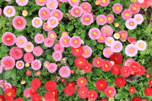 Fototapeta Naklejka Na Ścianę i Meble -  Beautiful bellis perennis pomponette flower in the garden top view