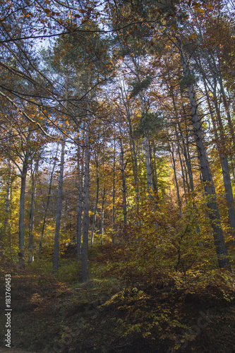 Autumn landscape in Rodopi, Bulgaria. Colorful autumn forest.