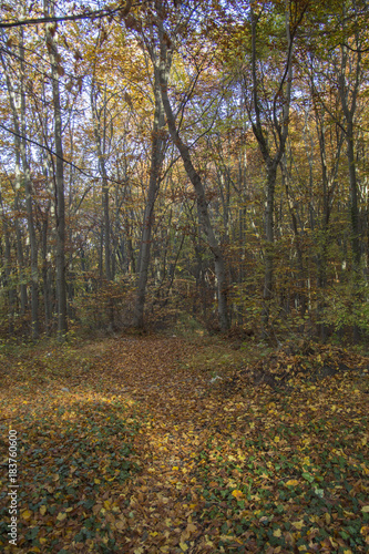 Autumn landscape in Rodopi  Bulgaria. Colorful autumn forest.