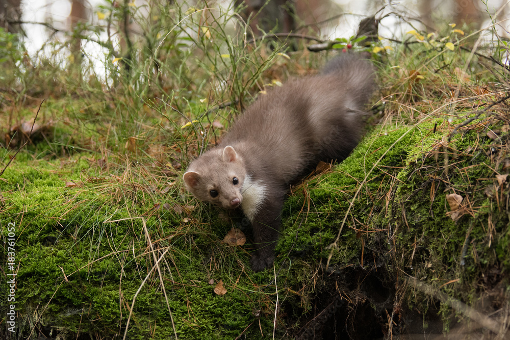 Stone Marten Martes foina Erxleben Stone Marten Martes foina Erxleben