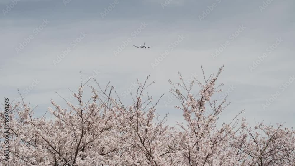 さくらの山 飛行機離陸 桜の風景 Airplane take off &Cherry blossoms scenery さくらの山 飛行機離陸 桜の風景 Airplane take off &Cherry blossoms scenery