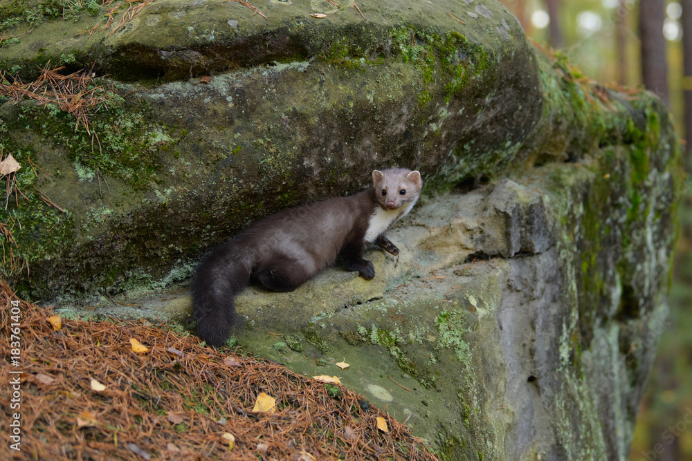 Stone Marten Martes foina Erxleben Stone Marten Martes foina Erxleben