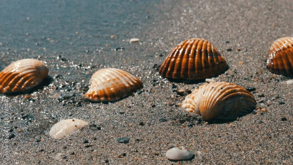 Seashells in the sand beach, waves splash on the shells.Beautiful seashells on a tropical beach.Travel concept Seashells in the sand beach, waves splash on the shells.Beautiful seashells on a tropical beach.Travel concept