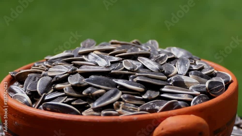 Sunflower seeds in a bowl of pottery rotation isolated on green background loopable 4k. Food background. gastronomy concept. gourmet and healthy food concept. organic food. Macro sunflower seeds
