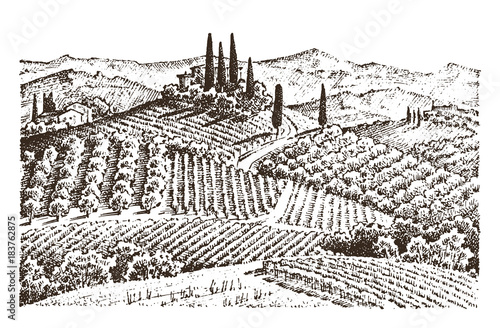 rustic vineyard. rural landscape with houses. solar tuscany background. fields and cypress trees. harvesting and haystacks. engraved hand drawn in old sketch and vintage style for label.