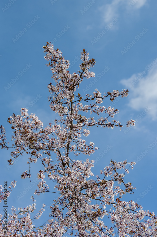 Blooming tree with pink flowers in spring. Springtime. Blooming tree with pink flowers in spring. Springtime.