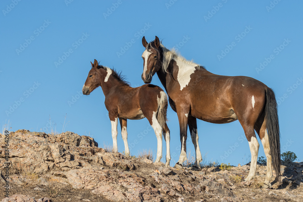 Obraz premium Wild Horse Mare and Her Cute Foal