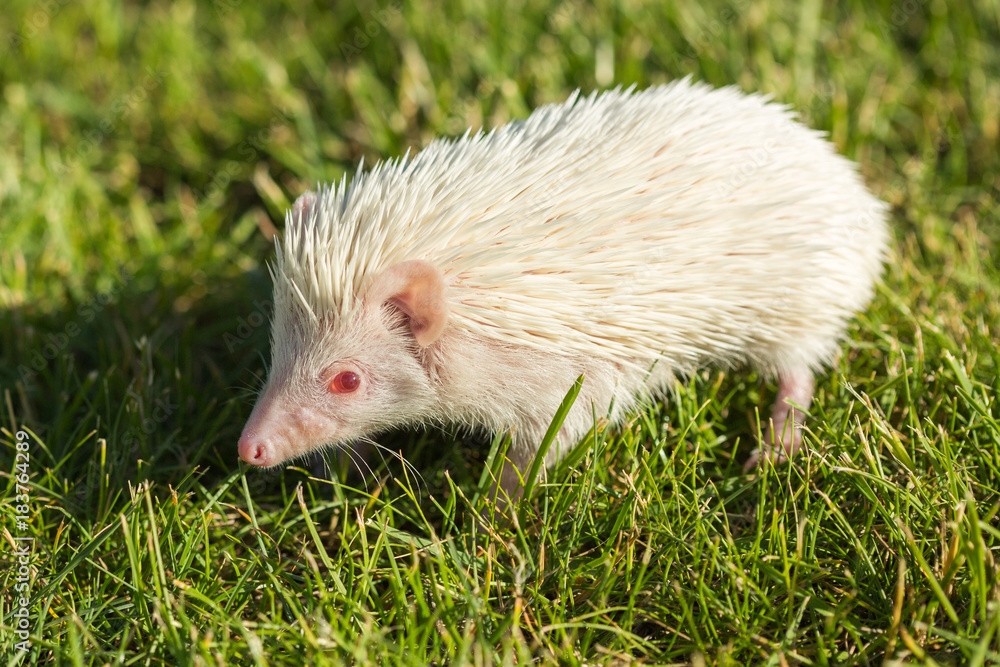 Hedgehog in the green grass ,African pygmy hedgehog Hedgehog in the green grass ,African pygmy hedgehog
