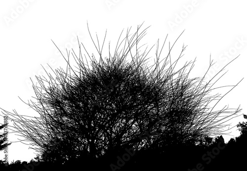 Realistic silhouette of bush (Vector illustration).ai10