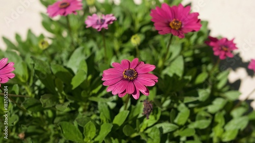 Obraz na plátně Fleur du jardin