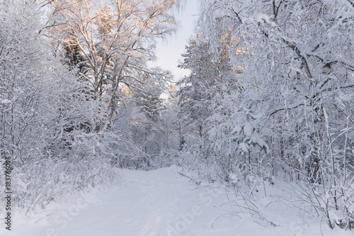 Obraz na płótnie European Winter Landscape.Trees Covered With Snow On Frosty Morning. Beautiful Winter Forest Landscape. Beautiful Winter Morning In A Snow-Covered Pine Forest. Real Russian Winter w salonie