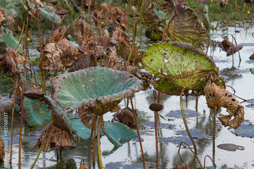Canvas Print Waterlily pond, dry and dead water lilies, dead lotus flower, beautiful colored