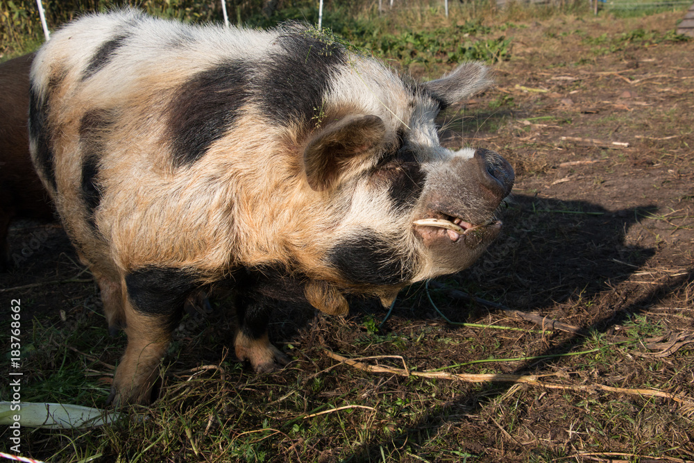 Rare old breed of domestic pig / Danish Protest Pig Rare old breed of domestic pig / Danish Protest Pig
