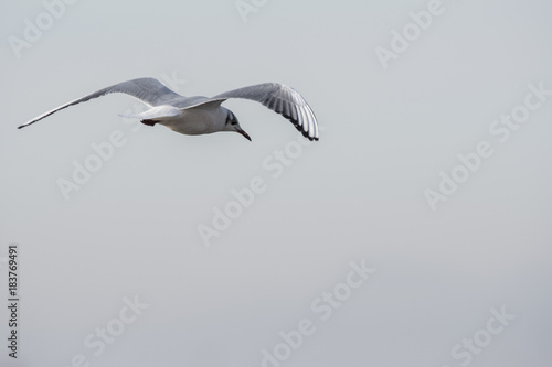 gaviota