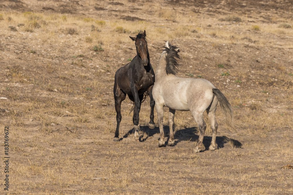 Wild Horse Stallions Fighting Wild Horse Stallions Fighting
