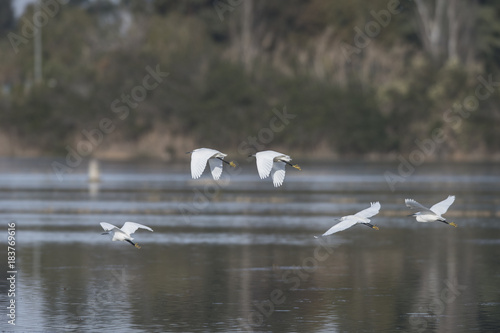 garzas