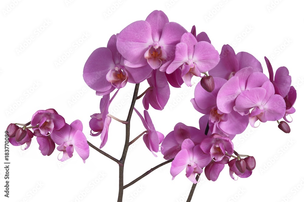 Obraz premium pretty orchid Phalaenopsis close up