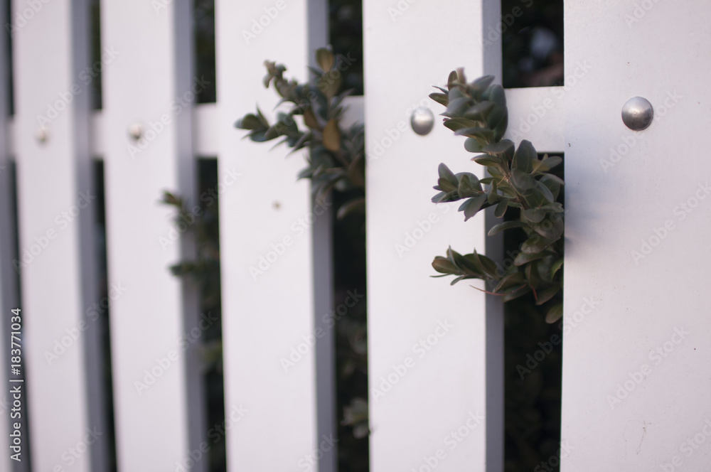 Fence Fence