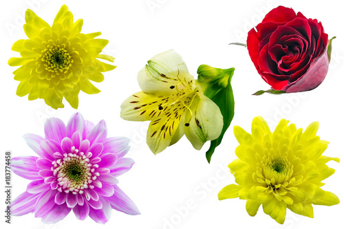 Flower collection isolated on white background ; rose,orchid,yellow and purple chrysanthemum.