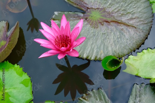 beautiful pink lotus photo