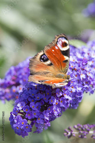 Papillon sur un Buddleia