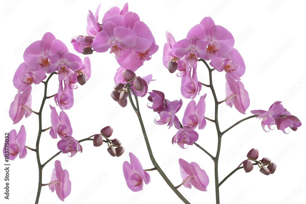 pretty orchid Phalaenopsis close up pretty orchid Phalaenopsis close up