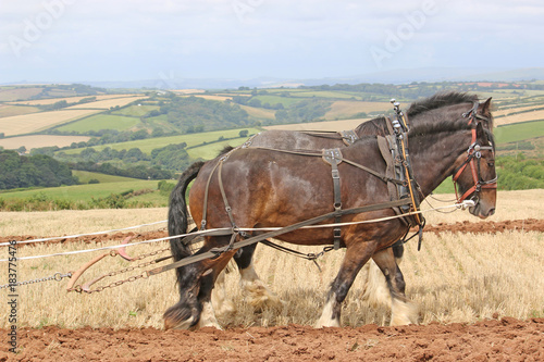 Принти на полотні Shire horses ploughing