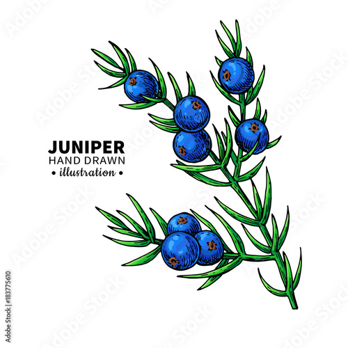 Juniper vector drawing. Isolated vintage  illustration of berry 