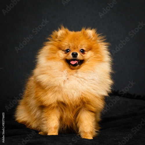 Red Pomeranian Spitz dog © DragoNika