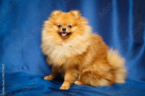 Red Pomeranian Spitz dog