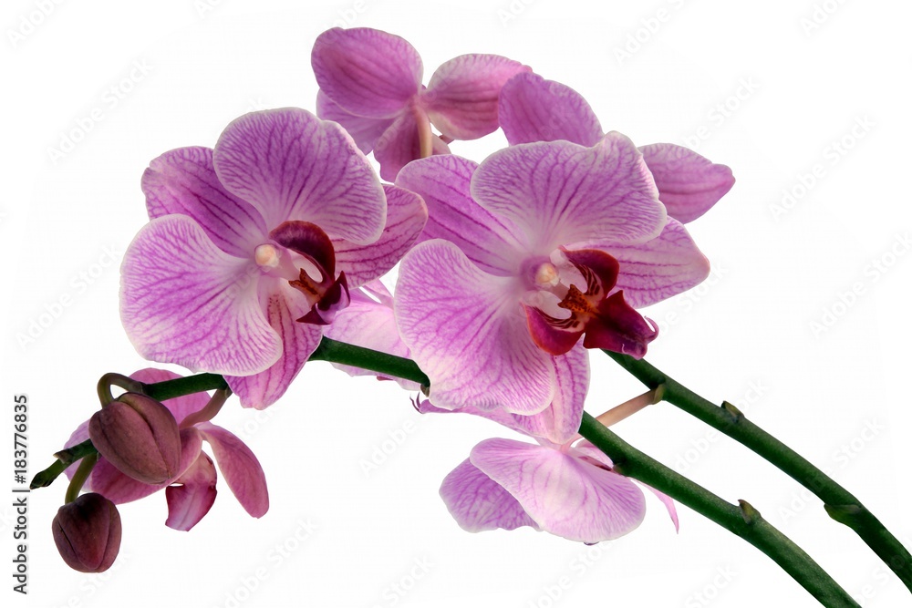 Obraz premium pretty orchid Phalaenopsis close up