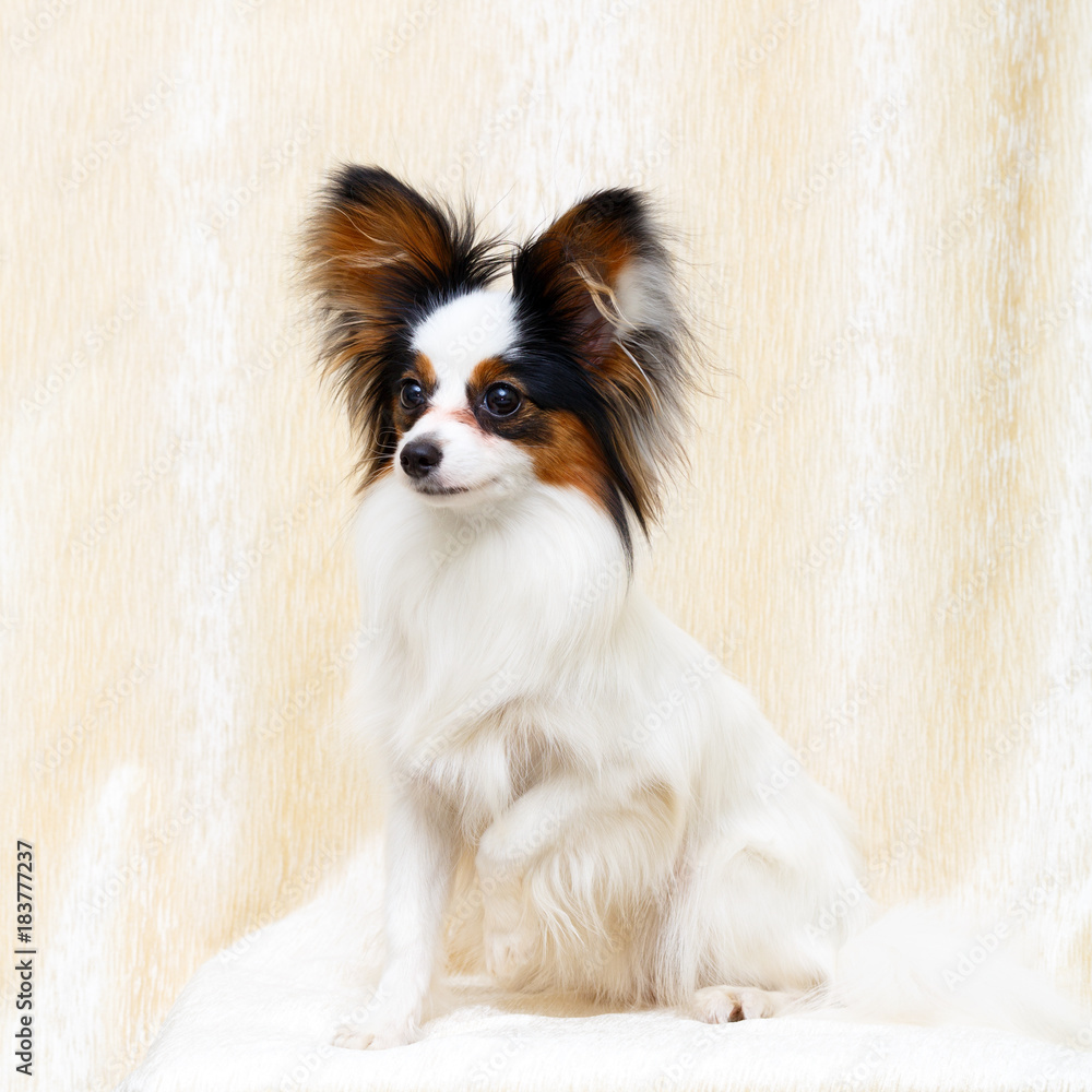Continental Toy Spaniel dog Continental Toy Spaniel dog