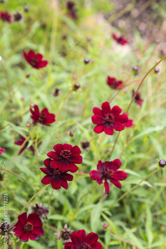 chocolate plant - cosmos atrosanguineus