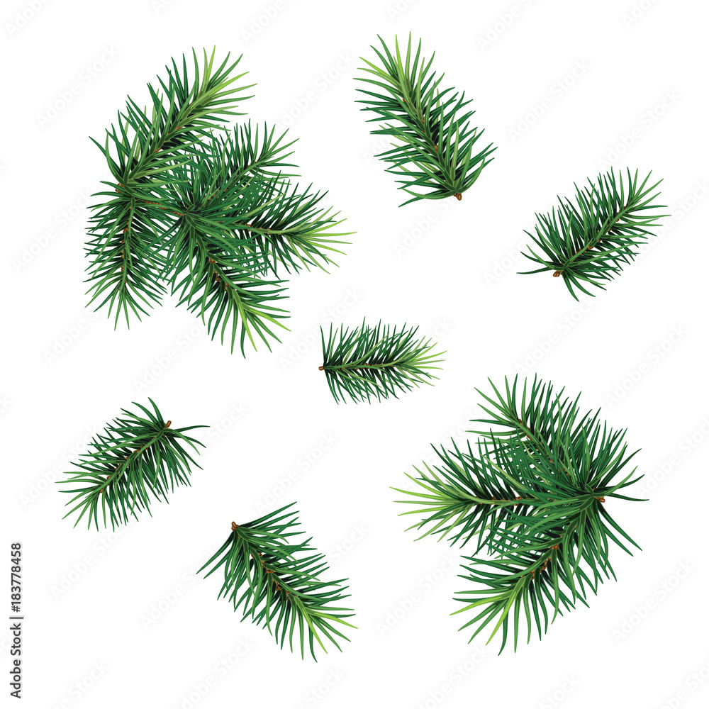 Set: fir-tree branches for festive design. Close-up. Isolated. Christmas. New Year. Vector Illustration .Eps 10. Set: fir-tree branches for festive design. Close-up. Isolated. Christmas. New Year. Vector Illustration .Eps 10.