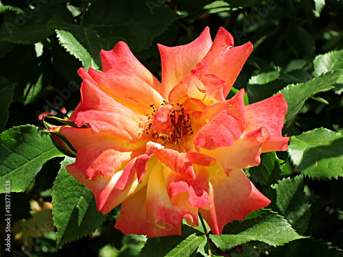 Bloomed Pink and Yellow rose close up in a Vienna garden, Austria, on a sunny day photo